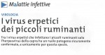I virus erpetici dei piccoli ruminanti