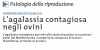 L'agalassia contagiosa negli ovini