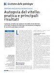 Autopsia del vitello: pratica e principali risultati