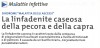 La linfadenite caseosa della pecora e della capra